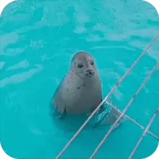 😋 foca, animal, água, fofo, nadar, oceano, mar whatsapp sticker