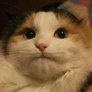 😐 gato, animal, gato malhado, gato doméstico, mamífero, animal de estimação telegram sticker