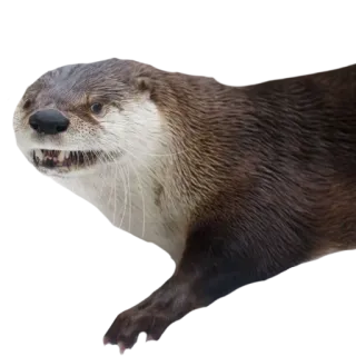 😡 Выдра, Животное, Млекопитающее, Дикая природа, Вода, Милый telegram sticker