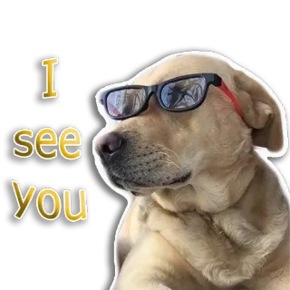 👀 I see you dog, sunglasses, animal, pet, see, observation telegram sticker