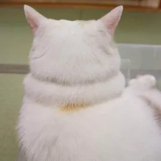 🍑 cat, animal, pet, white cat, domestic animal telegram sticker