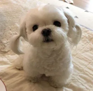 ☺️ dog, cute, puppy, maltese, animal, pet, white dog telegram sticker