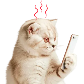 😤 gato, telefone, bravo, quente, meme, animal telegram sticker