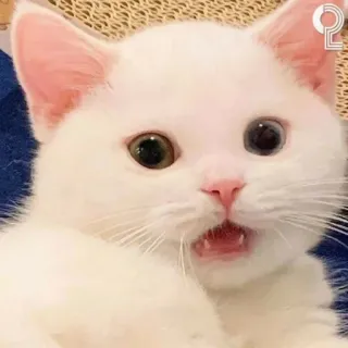 😧 chat, chat blanc, mignon, animal, animal de compagnie whatsapp sticker