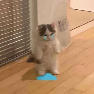 😭 cat, crying, sad, tears, animal, kitten, cloud telegram sticker