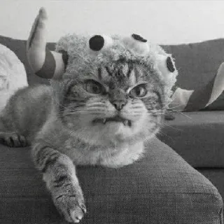 🖇 cat, animal, pet, hat, funny, cute, angry telegram sticker