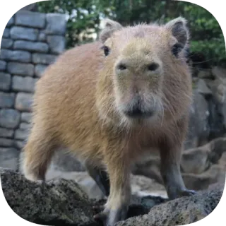 ☺️ capybara telegram sticker