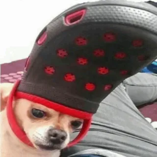🔫 Hund, Chihuahua, Kroko, Hut, lustig, Haustier, Tier telegram sticker