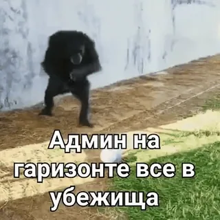 🏠 Админ на горизонте все в убежища monyet, rusia, admin, meme whatsapp sticker