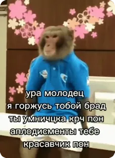 👍 ура молодец
Я горжусь тобой брад
ты умничцка крч пон
аплодисменты тебе
красавчик пон monkey, clothing, animal, russian text, praise, cute whatsapp sticker