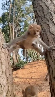 ๐ animal, monkey, forest, trees, nature telegram sticker