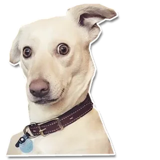 😲 chien, animal, animal de compagnie, portrait, blanc, collier telegram sticker