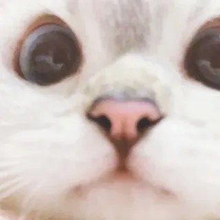 🐈 猫, 子猫, 動物, ペット, かわいい, 白い猫 whatsapp sticker