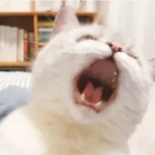 😁 Katze, Gähnen, Weiße Katze, Tier, Haustier telegram sticker