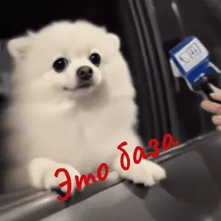 😂 Goma the Pomeranian Это база dog, pomeranian, thumbs up, meme, cute, white dog, goma, sticker telegram sticker