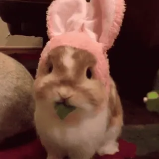 🐇 conejo, animal, lindo, sombrero whatsapp sticker
