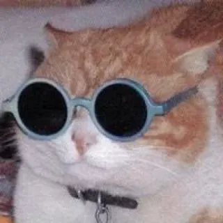 😾 猫, サングラス, かっこいい, ペット, 動物, 面白い telegram sticker