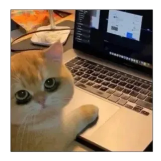 🥲 Katze, Laptop, Computer, Tippen, Programmierung telegram sticker