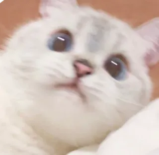 😳 猫, 動物, ペット, かわいい, 青い目, 白い猫 telegram sticker