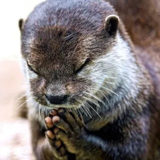 🦦 nutria, oración, animal, mamífero, lindo, pose telegram sticker
