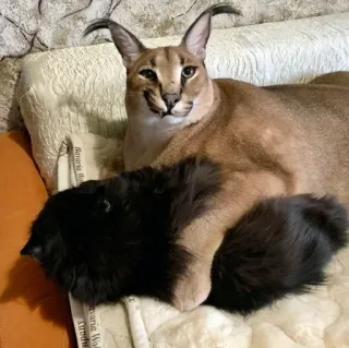 😏 cat, floppa, caracal, animal, pet, cute telegram sticker