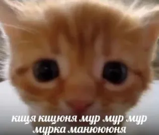 🐈 киця кицюня мур мур мур
мурка манююня chat, chaton, mignon, animal de compagnie, animal, mème telegram sticker