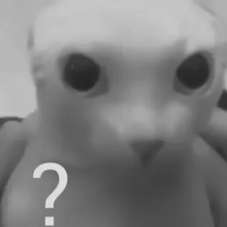🐈‍⬛️ ? кот, вопросительный знак, мем, смешно, в замешательстве, животное, домашнее животное telegram sticker