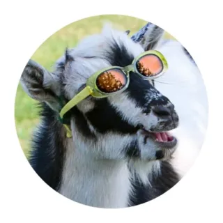😎 goat, sunglasses, animal, funny, cool telegram sticker