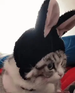 🐰 고양이, 토끼 귀, 동물, 애완동물 telegram sticker
