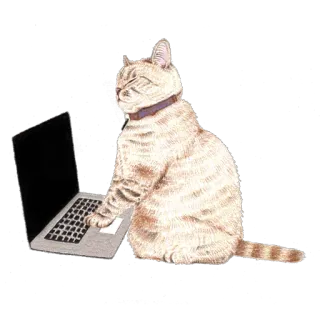 💻 고양이, 컴퓨터, 노트북, 동물, 반려동물, 애완동물 telegram sticker