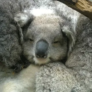 🐨 koala, australian wildlife, marsupial, animal, cute, nature, lazy telegram sticker