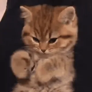 😺 gatito, gato, animal, lindo, mascota, felino whatsapp sticker