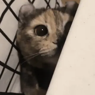 🐈⬛️ Katze, Haustier, Tier, Kätzchen, süß, Haustier, Hauskatze whatsapp sticker