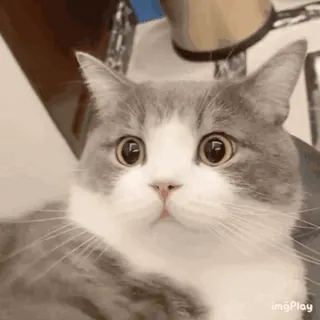 🐱 cat, cute, animal, pet, kitten, mammal whatsapp sticker
