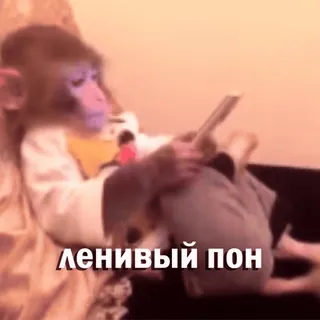 🏖 ленивый пон macaco, animal, preguiçoso, engraçado whatsapp sticker