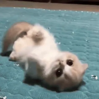 🐾 gato, gatinho, fofo, animal, animal de estimação, brincalhão whatsapp sticker