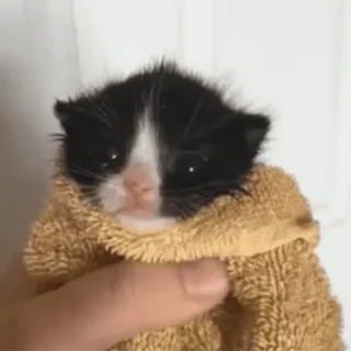 🌟 kitten, cat, towel, cute, animal, pet whatsapp sticker