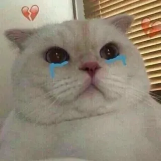 😭 kot, smutny, płaczący, złamane serce, łzy, zwierzę domowe, zwierzę telegram sticker
