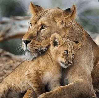 😍 лев, львёнок, животные, дикая природа, природа telegram sticker
