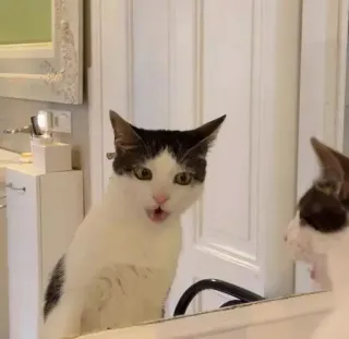 😮 gato, animal, animal de estimação, espelho, reflexo telegram sticker