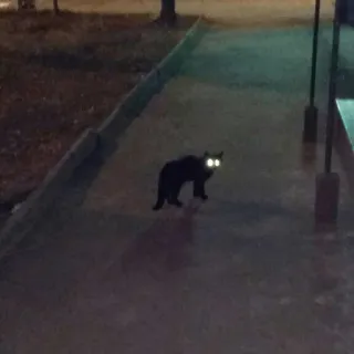 😶 gato, gato preto, animal, noite, escuro, olhos, calçada whatsapp sticker