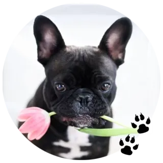 😘 Hund, Französische Bulldogge, Blume, Süß, Tier, Haustier whatsapp sticker