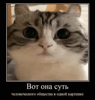 🐈 Вот она суть человеческого общества в одной картинке gato, meme, engraçado, animal, fofo telegram sticker