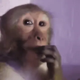 😂 macaco, animal, primata, vida selvagem, fofo whatsapp sticker