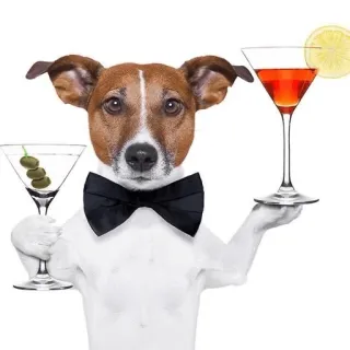 🍸 dog, cocktail, martini, drinks, bow tie telegram sticker
