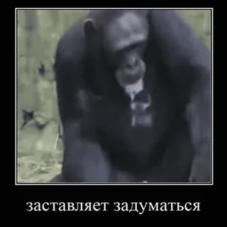 🤔 заставляет задуматься động vật, khỉ, vượn người, suy nghĩ, meme, giảm động lực telegram sticker