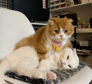😡 cat, cute, pet, animal, domestic, kitten, feline, mammal telegram sticker