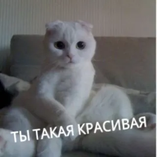 😉 ТЫ ТАКАЯ КРАСИВАЯ gatto, gatto bianco, carino, animale, gattino, russo whatsapp sticker
