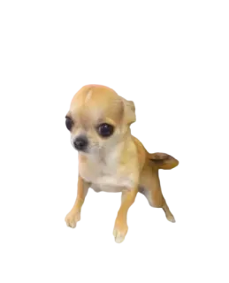 😕 Hund, Chihuahua, Haustier, Tier, süß whatsapp sticker