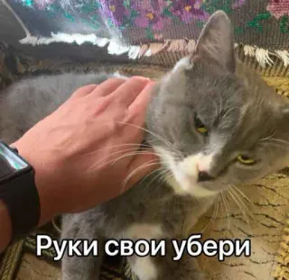 🖐 Руки свои убери gato, mascota, mano, ruso, animal telegram sticker